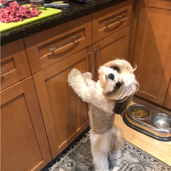 🇺🇸 Meet your Posher, Anita & Gucci - Picture 3 of 15